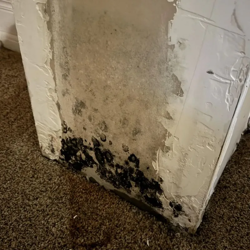 Professional Mold Removal in Abernathy, TX